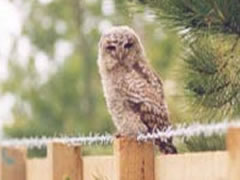 Tawney Owl at Coombe Farmhouse